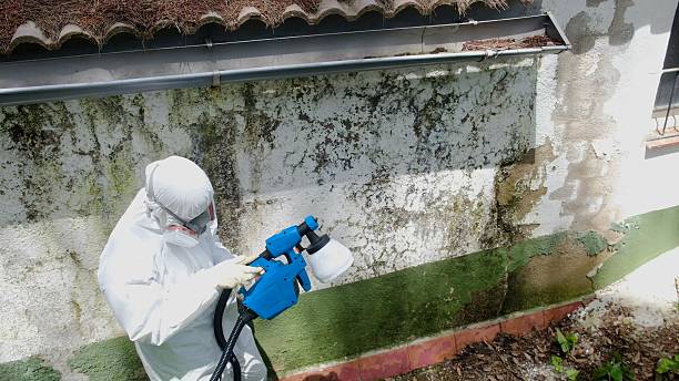 Trusted Mold Remediation service in Alexandria, KY - Cheap Mold Removal